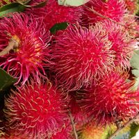 Premium Vers Rambutan Fruit Voor Export En Groothandel