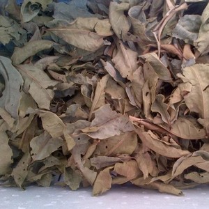 FEUILLES NATURELLES DE SYZYGIUM NERVOSUM SÉCHÉES/APPROVISIONNEMENT EN VRAC/QUALITÉ SUPÉRIEURE/PRÊT POUR L'EXPORTATION MONDIALE - Product Image 1
