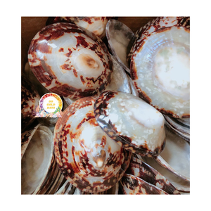 Coquillage vert naturel Collection de coquillages séchés et polis Prix compétitif Vente en gros - Product Image 1