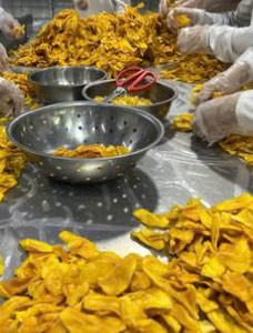 Tiras de mango secas naturales de Vietnam, calidad de exportación, textura suave, producto de aperitivos de frutas tropicales, Mango Seco de Vietnam - Product Image 6