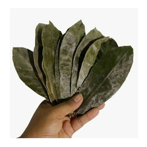 Feuilles de corossol séchées Emballage en vrac pour l'exportation Feuilles de corossol séchées parfaites pour la fabrication de tisanes - Product Image 2