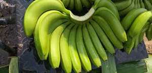 Sabor dulce orgánico al por mayor, plátano verde - Product Image 6