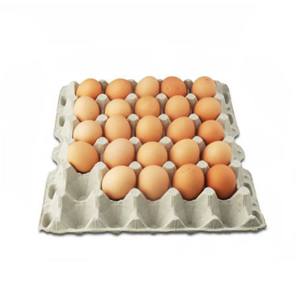 新鮮なチキンテーブルの卵と施肥された孵化卵、白と茶色の卵-