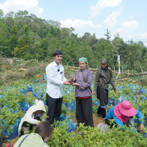 Venta caliente Precio de fábrica Ampelosis Cantoniensis Té DE LA SALUD Dulce Ligeramente amargo 100g Botella Té de hierbas Soporte Estómago - Product Image 3