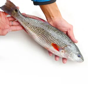 Frozen Fish Suppliers Export Seafood Redfish Iqf 1kg/bag Iwp Frozen Red Drum Fish