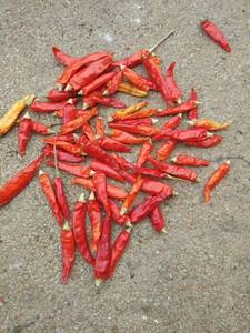 Piment séché de haute qualité pas cher/vacances - Product Image 4