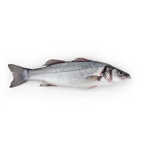 Cheap Price Supplier From Germany Whole Wild Black Sea Bass Fresh & Frozen Fish At Wholesale Price With Fast Shipping