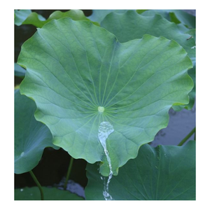 ใบบัวสดห่ออาหารจากผู้ผลิตเวียดนามราคาถูกที่สุด - Product Image 6