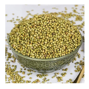 Semillas de Cilantro Puro de Alta Calidad en Venta - Product Image 6