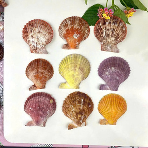Natural Scallop Shell Sea Shell Decorative Material for Interior Decor Craft and Table Accessories - Product Image 3