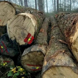 Bois de chêne blanc et de chêne rouge de qualité industrielle – Placages, revêtements de sol et bois pour meubles - Product Image 5