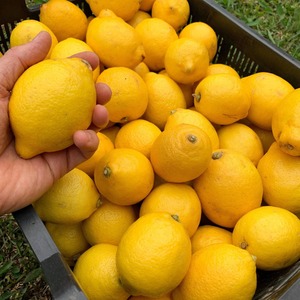 Directo cosechado fresco Verna Lemon Natural Zesty Citrus Sabor Precio de mercado competitivo Citrus Fruit a granel - Product Image 4