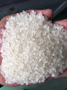 Arroz Vietnamita de Primera Calidad, 100% Puro, Blanco, Japonica, Grano Corto, Pulido, de Can Tho, Vietnam, para Servicios de Alimentación, Venta al por Mayor - Product Image 4