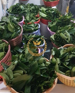 Hojas enteras naturales 100%, hojas secas de Guanábana para hacer té de muy alta calidad de Vietnam y embalaje OEM a precio barato - Product Image 6