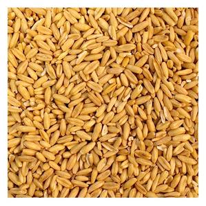 <b>Organic</b> <b>Oats</b> Grain in Dried Style Wholesale Price Available for Sale - Product Image 4