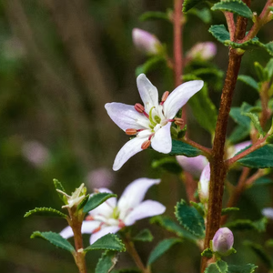 Aceite esencial puro Buchu 30ml Árbol de té líquido Menta Lavanda Eucalipto Hoja de naranja Hidratante diario Nutritivo - Product Image 2