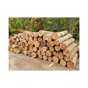 Premium Grade Maple Logs for Stave <b>Wood</b> 10-40mm <b>Length</b> Bulk Package From Canada - Product Image 2