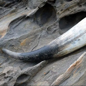 Tasse à corne tasses à corne tasses à corne viking à boire - Product Image 1