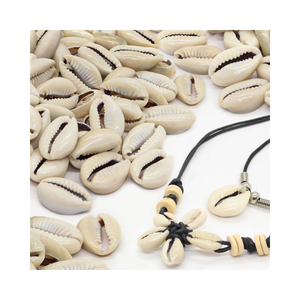 Coquille de coquillage naturel, vente en gros, coquille de coquillage sec de haute qualité, escargot de Murex - Product Image 1