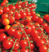 Tomates rouges douces fraîches à vendre Graines d'emballage de style rouge Tomate hybride rouge avec couleur fraîche et naturelle