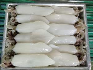 Loligo-fresco de calamar Loligo, precio competitivo, en Vietnam - Product Image 5