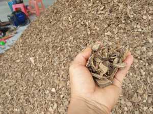 Suministro directo de fábrica de cáscara cruda de coco | Chips de cáscara de coco medio y roto de cáscara dura cruda para mejor para pedidos a granel - Product Image 3