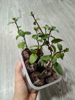 Pellets Bibit Cokelat Kelapa Organik 100% Biodegradable Ramah Lingkungan dengan Kemasan Khusus untuk Grosir