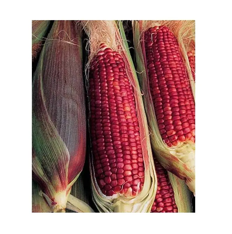 Meilleure qualité, meilleur prix, approvisionnement direct, vente de grains de maïs rouge pour l'alimentation animale/stock de maïs frais en vrac pour l'alimentation animale