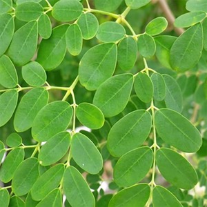 Polvo de Hoja de Moringa de Uganda, Polvo de Hoja de Moringa de 20 kg a la Venta - Product Image 3