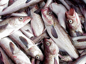 Premium Quality Fresh Alaskan Pollock Fish Frozen Alaska Pollock Fish - Product Image 1