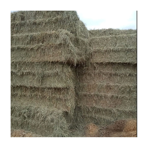หญ้าโรดส์สดใหม่ ราคาโรงงาน อาหารสัตว์คุณภาพพรีเมียม ขายส่ง - Product Image 4