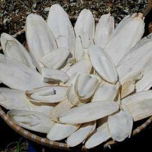 POUDRE D'OS DE SEICHE SÉCHÉE DU VIETNAM/QUALITÉ ALIMENTAIRE/PRÊT POUR LES MARQUES PETCARE CAPSULES DE CALCIUM ET LES CHAÎNES D'APPROVISIONNEMENT MONDIALES - Product Image 3