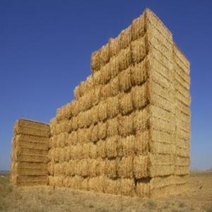 Heno de Alfalfa de Primera Calidad al Mejor Precio para Alimentación Animal, para Peces, Perros, Cerdos, Ganado, Caballos, en Pacas, 10% de Humedad, en Venta - Product Image 1