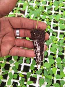 Sustrato de bandeja de semillas de turba báltica profesional formulado para aumentar las tasas de germinación de semillas y acelerar el crecimiento temprano - Product Image 3