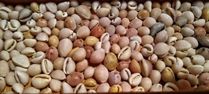 Oferta caliente Cowrie Shell Beads Oval Sea Shells Beach Seashells para DIY Craft Jewelry Making Accessories - Product Image 5