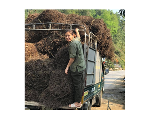 เวียดนาม  ใบเจลลี่หญ้าดำ เมโซนา ไชนีนซิส - ใบเจลลี่หญ้าดำแห้ง คุณภาพสูง เกรด A - Product Image 3