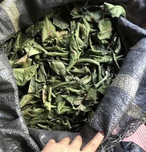 Feuilles de pomelo séchées du Vietnam de haute qualité pour l'infusion de boissons chaudes et la création de parfums uniques dans les projets culinaires - Product Image 3