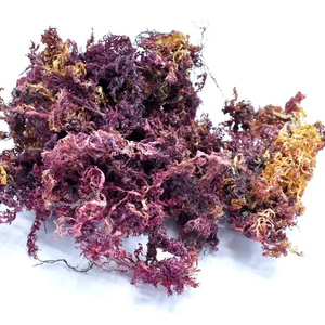 High Quality Wild-Crafted Irish Sea <b>Moss</b> Gold Purple Sea <b>Moss</b> From Vietnam Organic <b>Dried</b> Sea <b>Moss</b> in Bulk/ Lima - Product Image 1