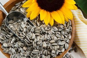 Graines de tournesol égyptiennes de haute qualité, brutes, entières, séchées, biologiques, rayées noires et blanches, durée de conservation de 2 ans, alimentation pour oiseaux, exportation - Product Image 2