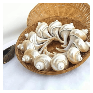 Seashell <b>Chopstick</b> <b>Rest</b> Handcrafted shell utensil support for <b>chopsticks</b> banquet dining and events Vietnam - Product Image 1
