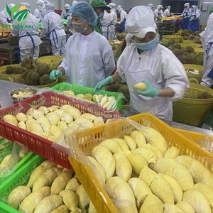 Monthong NATURAL Viet Nam ทุเรียน1เกรดสด18กก. แช่แข็ง - Product Image 5