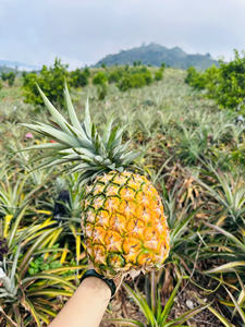Piña fresca de Vietnam para exportación-Fruta tropical jugosa dulce-Suministro a granel de alta calidad Precio barato - Product Image 3
