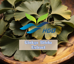 Suministro directo de fábrica HGO de extracto natural puro de Ginkgo Biloba (grado de alimentos saludables) Especificación 10:1 (extracto de proporción) - Product Image 2