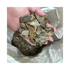 Seashell Murex Operculum Murex Snail Dried Shell Operculum de Vietnam con alta calidad - Product Image 1