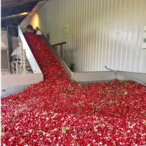 Arándanos Frescos 950kg Venta al por Mayor Suministro Premium 80-95% Maduración 10-20mm - Product Image 5