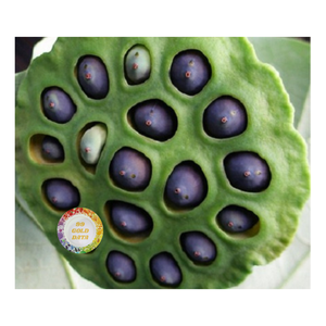 INGRÉDIENT NATUREL PUR DE PREMIUM GRAINES DE LOTUS BLANC POUR LA BOULANGERIE ET L'INDUSTRIE ALIMENTAIRE - Product Image 2