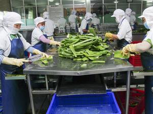 Cubos de Gelatina de Aloe Vera Premium de Suministro Directo de Fábrica para Bebidas y Postres - Product Image 4