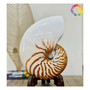 Decoración de lujo Raw/Pulido Cámara Nautilus Shell-Pulido Decorativo Tigre Nautilus Shell para la decoración - Product Image 3