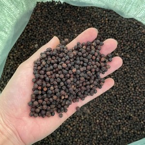 Pimienta Negra de Vietnam de Alta Calidad, Especias Herbales Limpias/FAQ/ASTA BOLD 500GL 600GL, Polvo Entero Molido, Especias y Hierbas Secas Individuales - Product Image 1