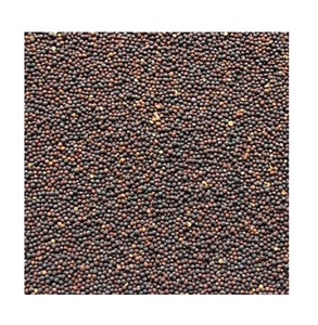 Prix les plus bas Vente en gros de graines de colza et de canola Graines de colza et de canola à vendre - Product Image 6